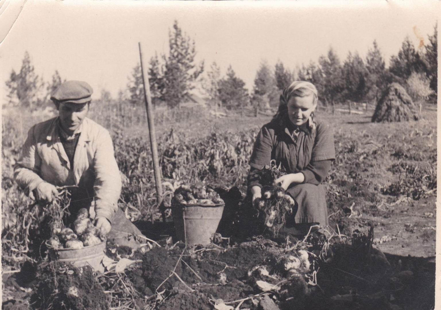 Bulviakasis Sibire. Bulves su rankomis ir šake kasa Zita ir Pranas Kundrotai. 1957 m.